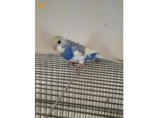 5-6 AYLIK ARASI GENÇ DAMIZLIK DİŞİLER