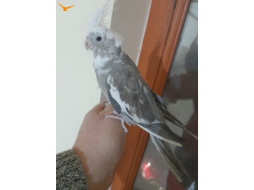 YAVRU BÜĞÜTMÜŞ, EVCİL KUSURSUZ WF RENK DİŞİ