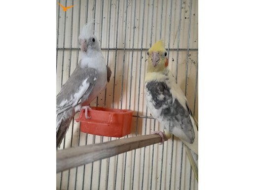 YENİ EŞ TUTAN WF-PİED RENKLER GENÇ TAKIM