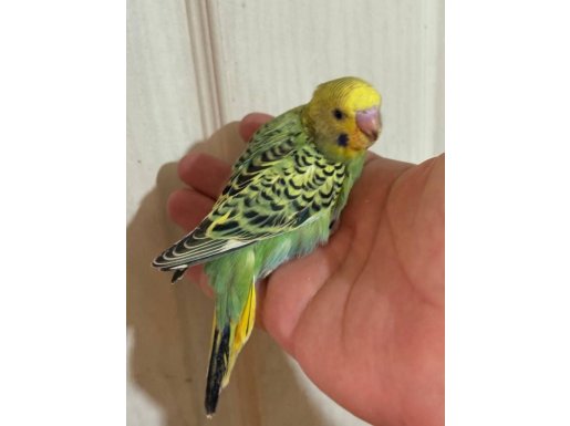 35-40 GÜNLÜK, KENDİ ÜRETİMİM, KONUŞTURMALIK 4 ERKEK BEBEK