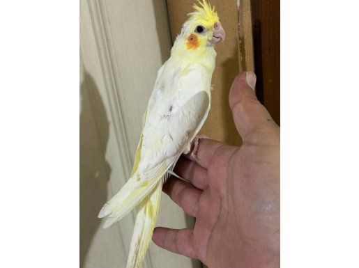 13.04.2026 doğumlu 47 GÜNLÜK LUTİNO SULTAN BEBEK