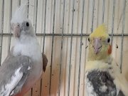 YENİ EŞ TUTAN WF-PİED RENKLER GENÇ TAKIM