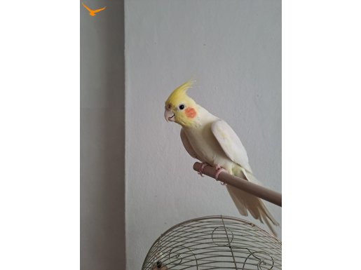 1 yaşında erkek lutino