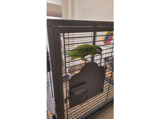 Hahns Macaw (Cüce Macaw)