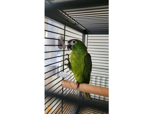 Hahns Macaw (Cüce Macaw)
