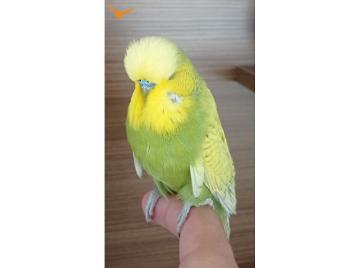 Çift ve yavru jumbo muhabbetler