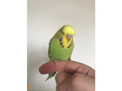  jumbo yavru ve çift 