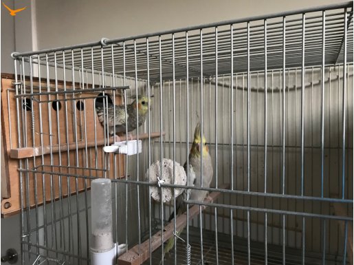 Çift sultan papağanı 