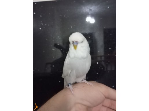 5 aylık jumbo muhabbet kuşu yavruları. 