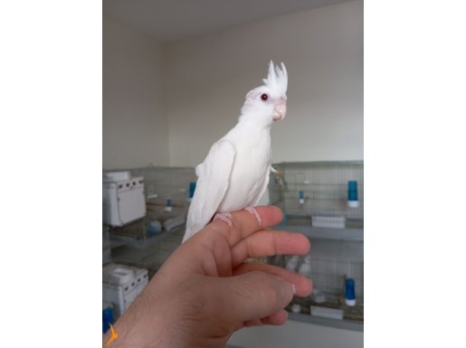 60 günlük albino yavru ısırmaz 