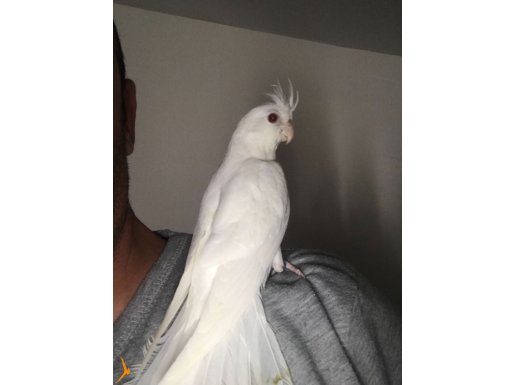Albino bebekler el besleme. 