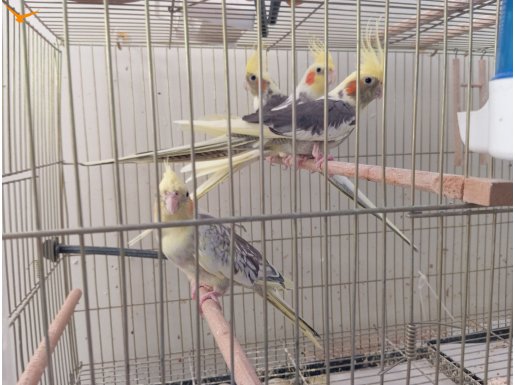 3 adet Dişi sultan papağanı. 