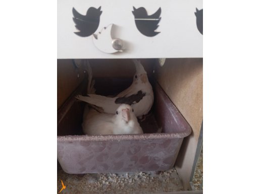 Üretimi bırakıyorum konuşan Heavy takım. 