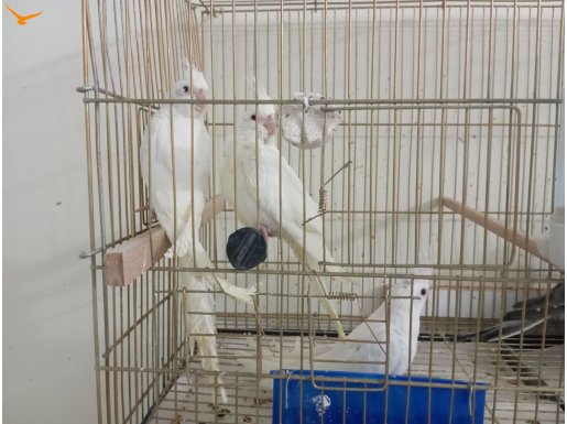 albino ve heavy sultan papağanları toplu verilecek. 