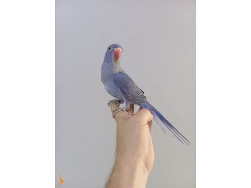 Renk güzeli bebek Pakistan. 