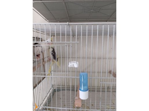 Çift sultan papağanı. 