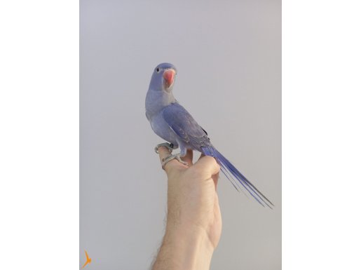 Mutasyon Pakistan papağanı yavrusu. 