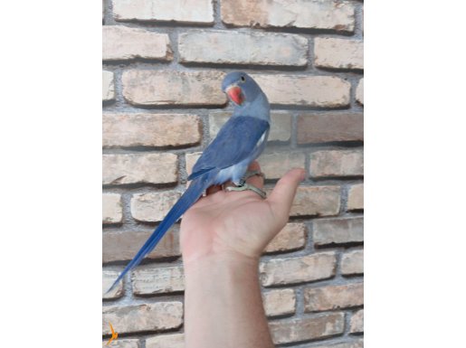 Mutasyon yavru Pakistan papağanı. 