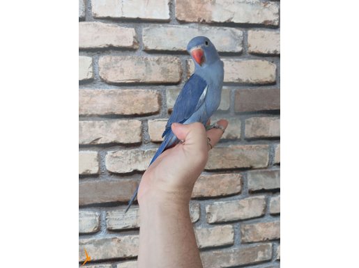 Violet mutasyon pakistan yavrusu. 