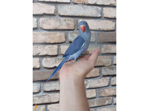 Mutasyon pakistan papağanı. 