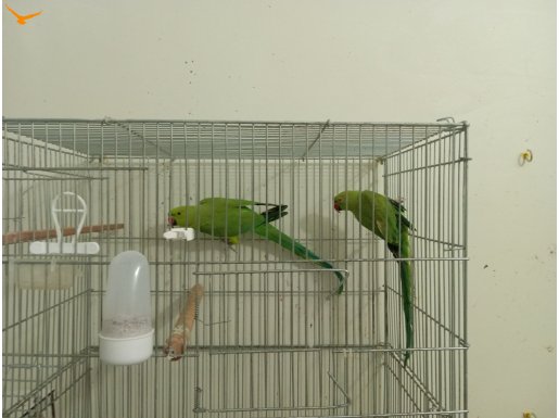 Yeni eşleme Pakistan çifti. 