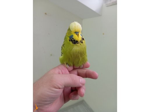 Jumbo erkek muhabbet kuşu. 