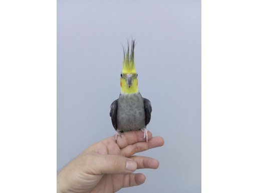 Konuşan ve Evcil Sultan Papağanı – Isırma Yok!