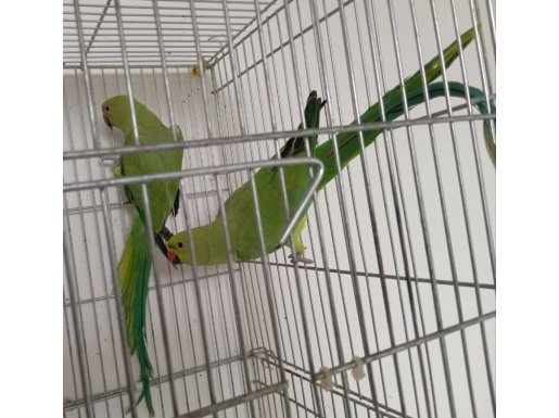 Yeni eşleme Pakistan papağanı çifti