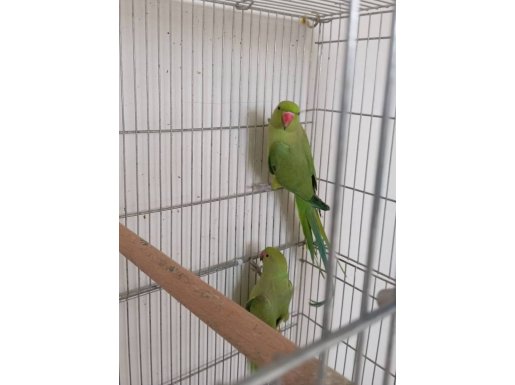 Yeni Eşleme Pakistan Çifti