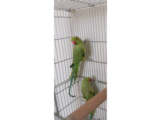 Yeni Eşleme Pakistan Çifti