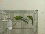 Yeni eşleme Pakistan çifti. 