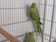 Yeni Eşleme Pakistan Çifti