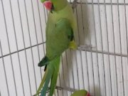 Yeni Eşleme Pakistan Çifti