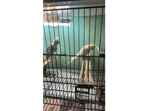 HAZIR KURULU SİSTEM VE YAVRU VEREN ÇİFTLER! AÇIKLAMA OKU!