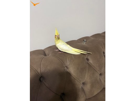 Yavru sultan papağanları eğitime hazır. 