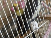 KARI-KOCA YAVRUSU ILE BIRLIKTE VERILECEKTIR. 