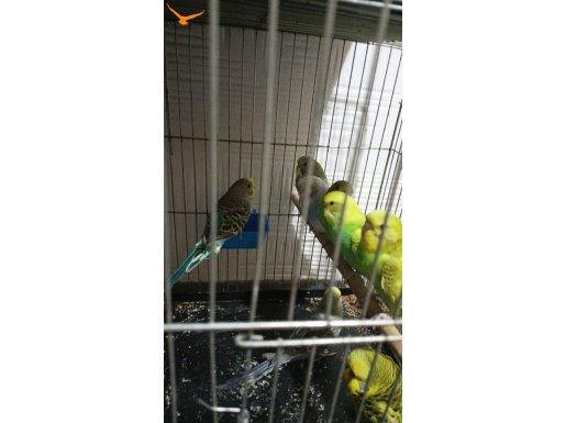 YAVRU MUHABBET KUŞLARI 