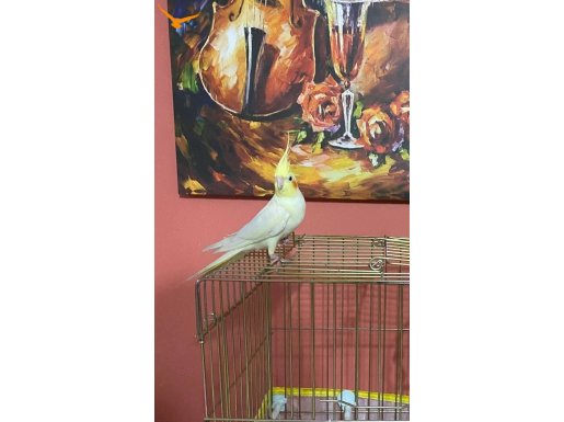 Melodik Islıklı Evcil Sultan Papağanı – Kafesiyle Birlikte