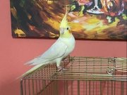 Melodik Islıklı Evcil Sultan Papağanı – Kafesiyle Birlikte