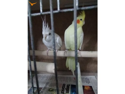 satılık sultan papağanı ister tek ister çift 