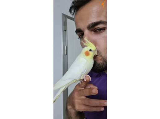 Lutino sultan papaganlari 