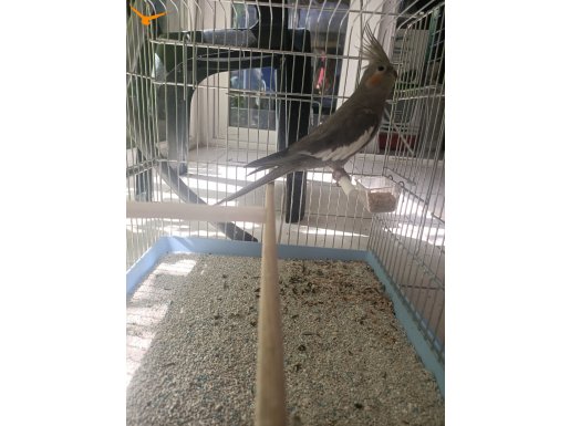 Alışkın sultan papağanı 