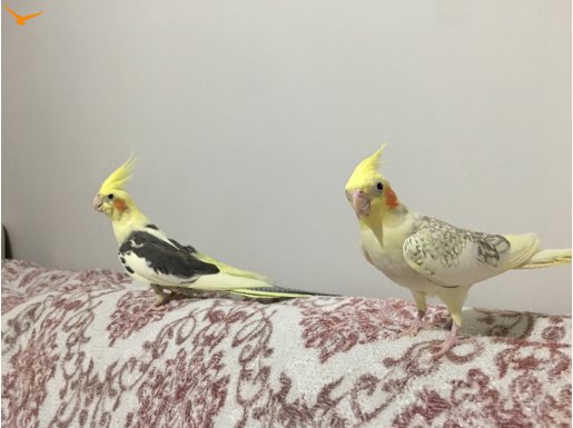 1 dişi 1 erkek sultan papağan 