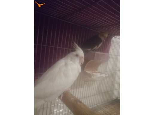 Mutasyon sultan papağanları ve çift takımlar