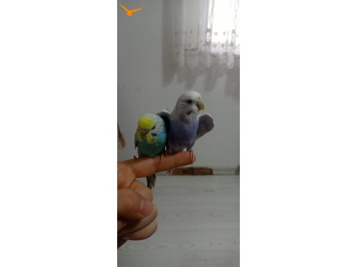2 Adet Yavru Muhabbet Kuşu Kafesi ile Beraber Satılık 