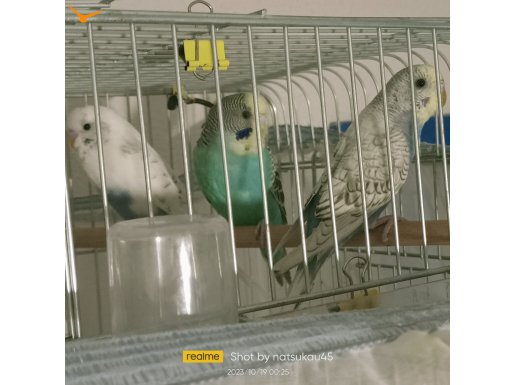 Yavru 4 aylık muhabbet kuşları 