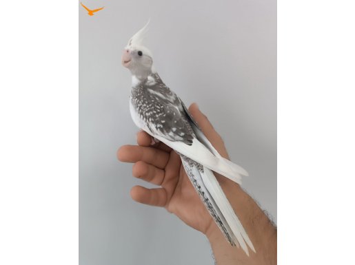 WF Pearl Pied Soyu Sağlam 