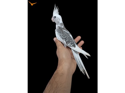 WF PEARL PİED TKF BİLEZİKLİ 