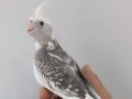 WF Pearl Pied Soyu Sağlam 