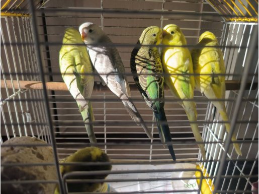 Yavru Muhabbet kuşları